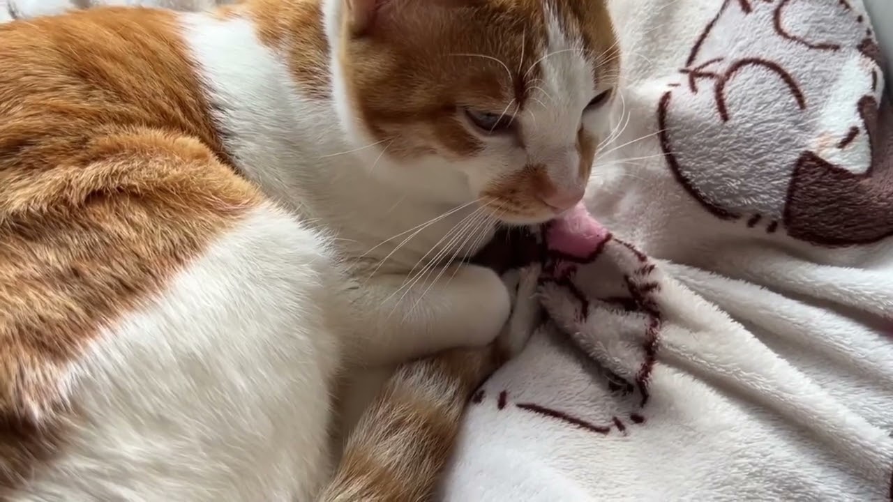 【保護猫】窓際で丸くなる子猫の信くん🐱【子猫】