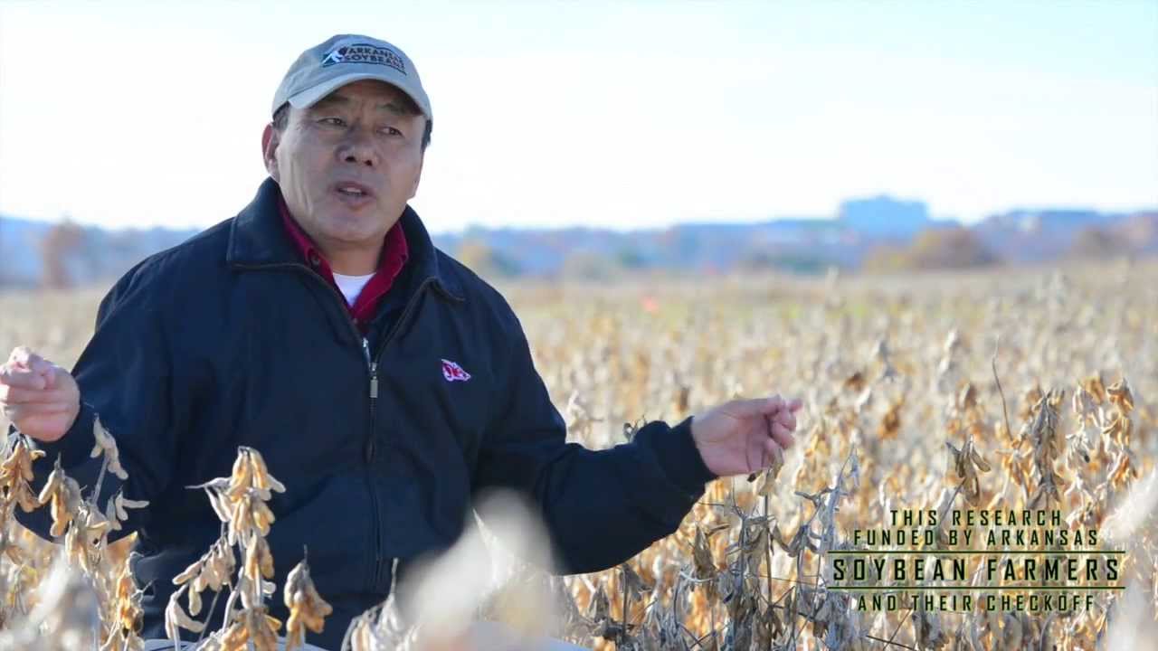 Field to Film: Featured Research | Dr. Chen Talks Soybean Breeding in Arkansas
