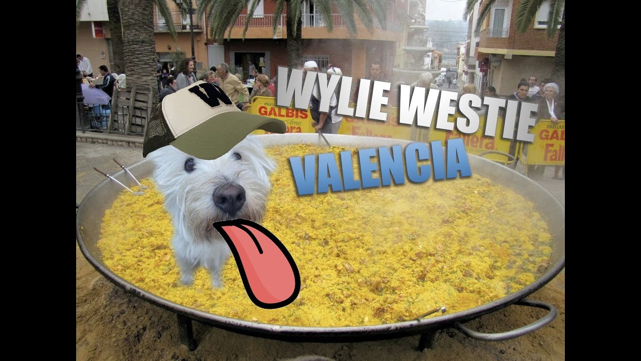 IS SPAIN DOG FRIENDLY? VALENCIA TRAVEL WITH A DOG