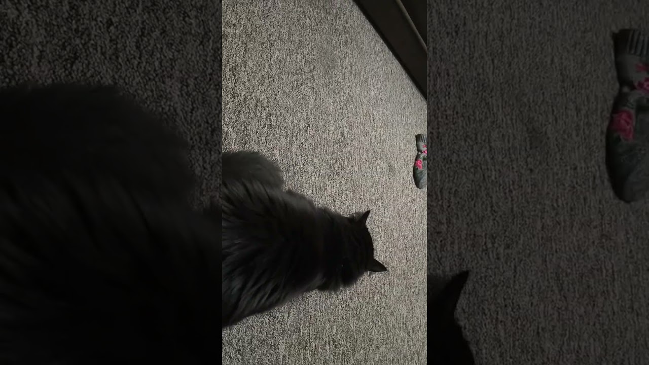 Cats 🐈 you dowland 