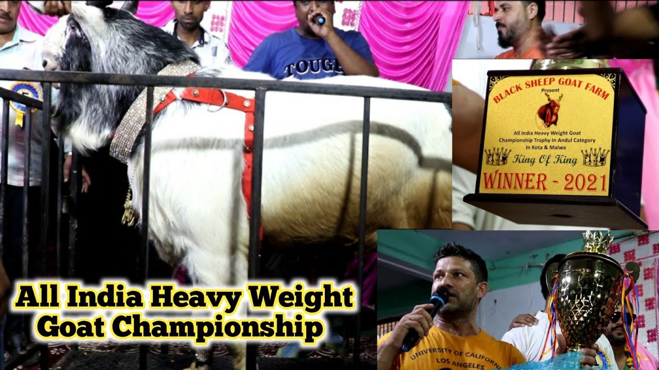 All India Heavy Weight Goat Championship King Of King Presents by Akhtar Bhai & Gogi Bhai