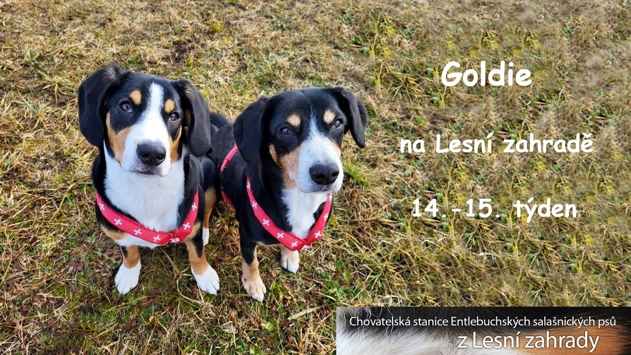 Goldie 1415