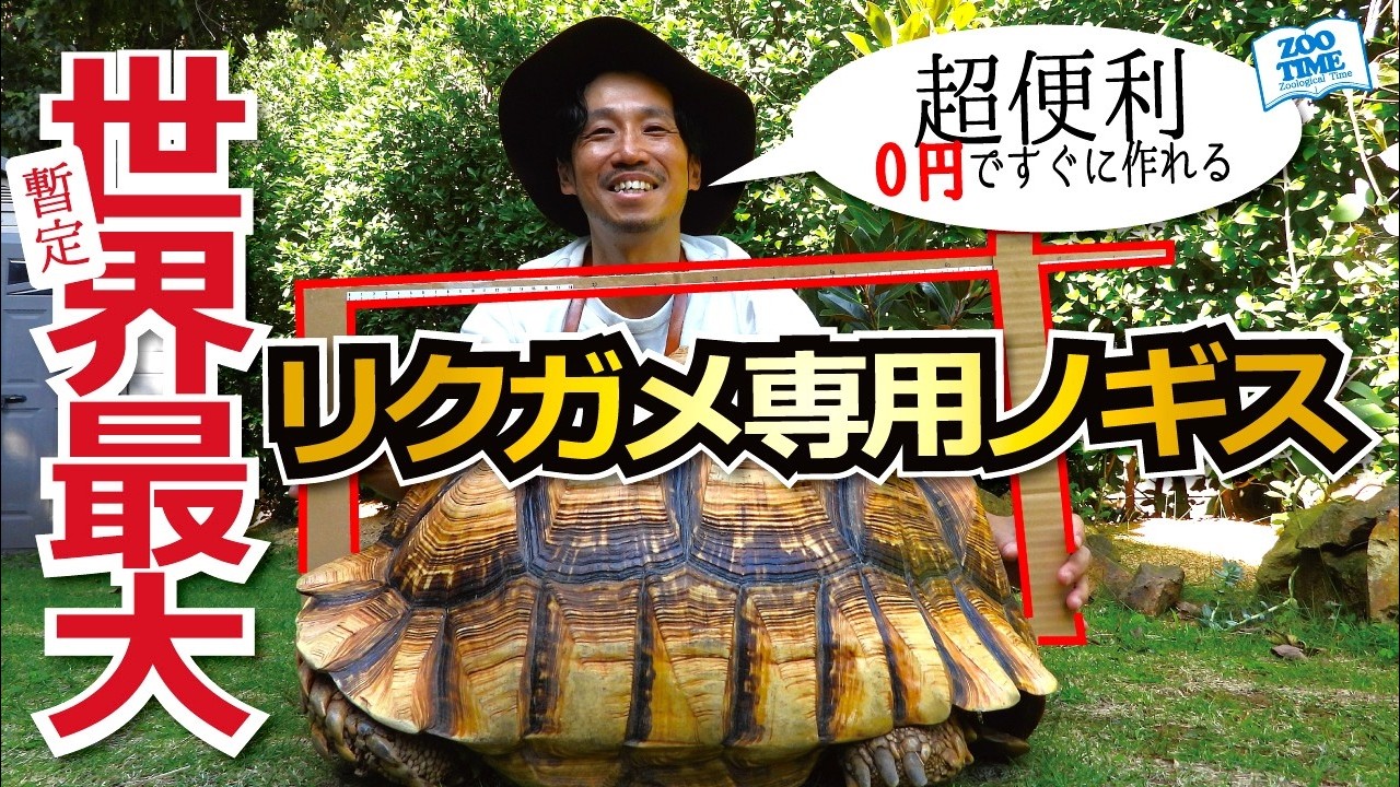 【世界最大ケヅメヒョウモン】リクガメ専用ノギスで測定してみたら…予想外の結果に！ついに…
