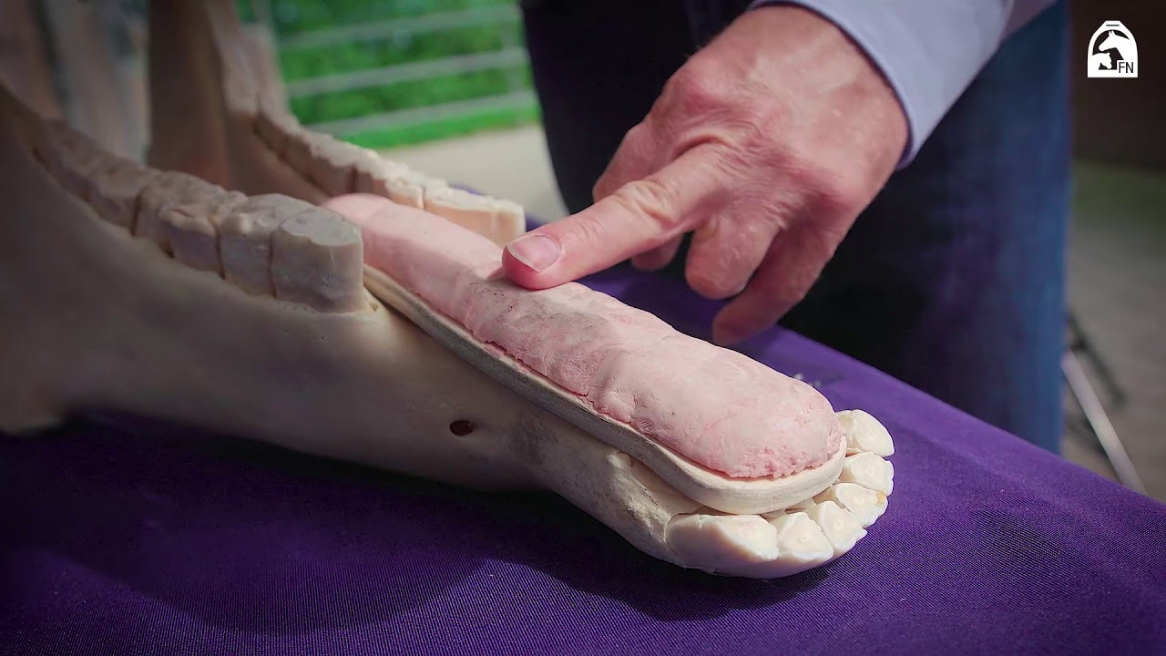 Das passende Gebiss, Teil 1: Anatomie