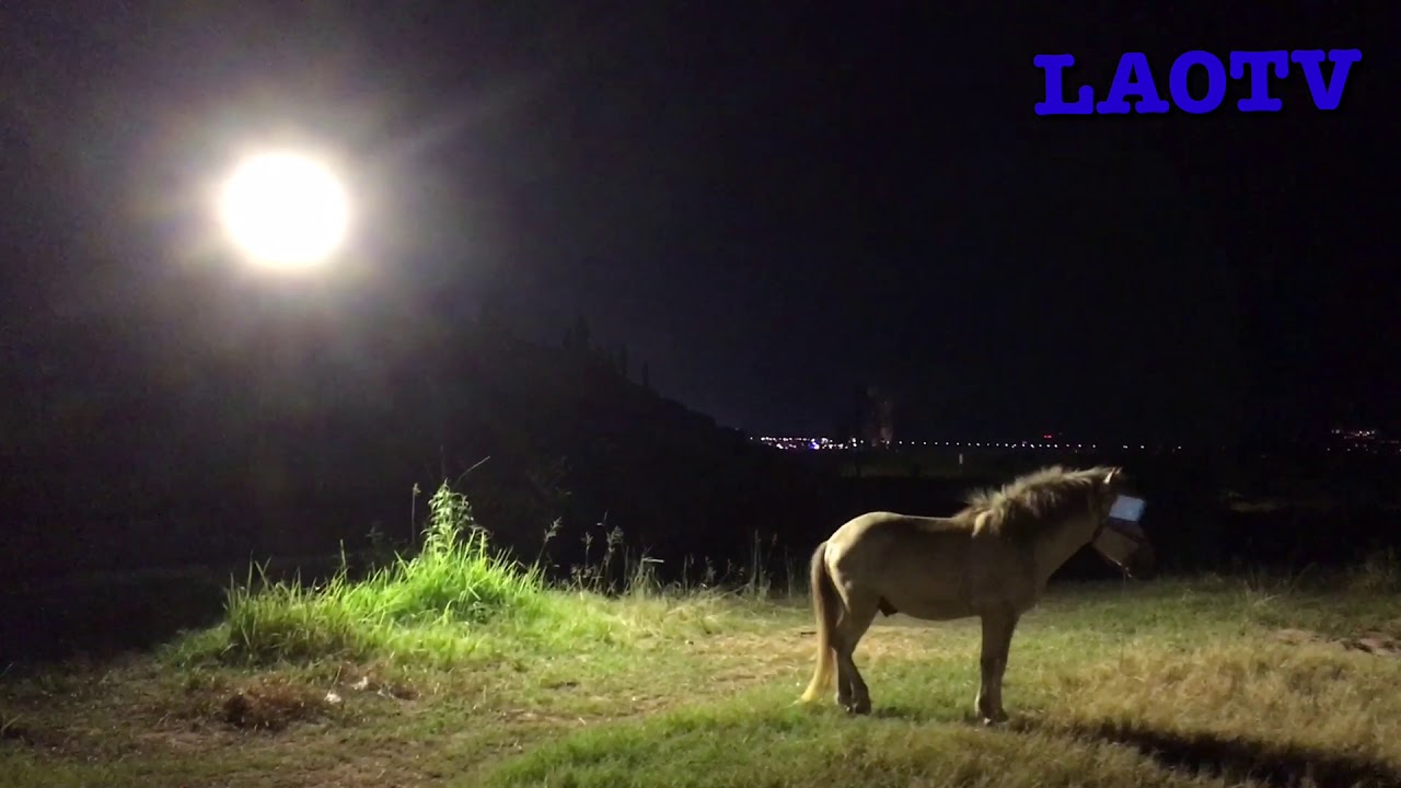 [LAOTV] LAOS Vientiane  Maeokgang horse & 라오스 매콩강 말