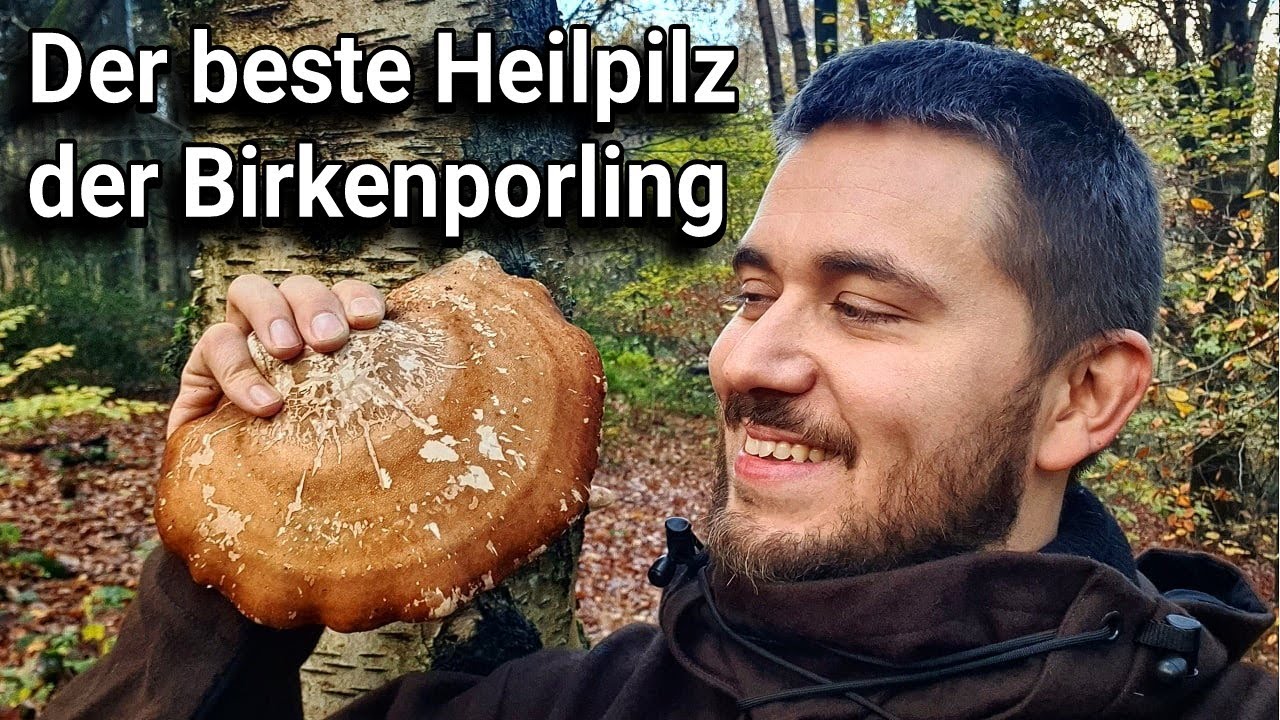 Birkenporling | Pilz erkennen | Heilwirkung | Verwechslung |  Wann ernten | WARNUNG!
