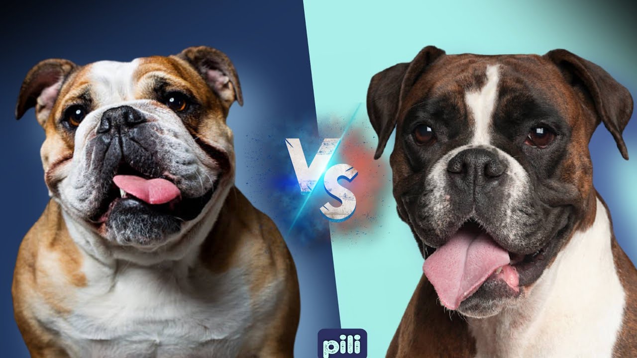 English Bulldog vs Boxer👽🐕|Which one is better?? #Boxer dog #vs #English Bulldog