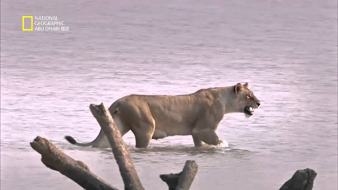 وثائقي - الاسد في مواجهه فرس النهر ـ ناشيونال جيوغرافيك أبوظبي4 National Geographic HD