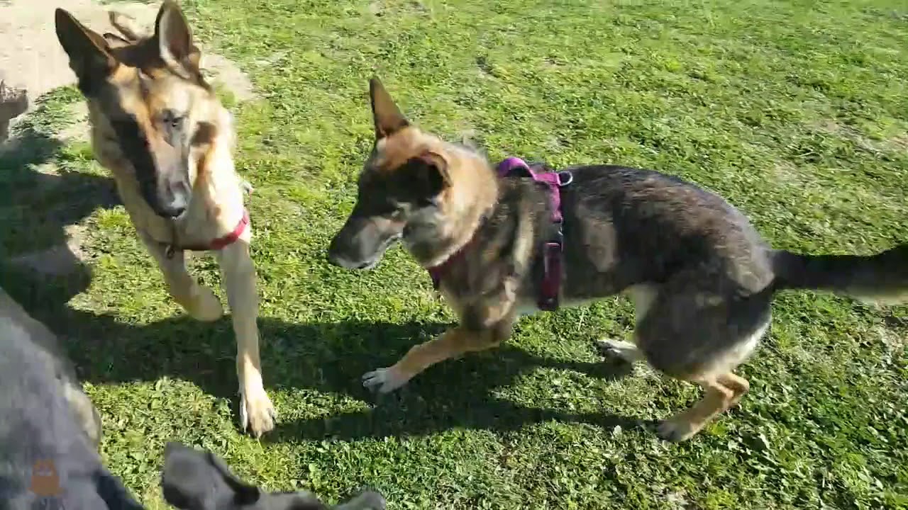 Perros jugando y corriendo en el PARQUE