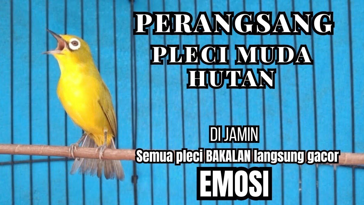 PLECI GACOR  nembak panjang BUKPAR Ampuh buat PANCINGAN pleci BERENG jadi NGALAS !! Auto BUKPAR.
