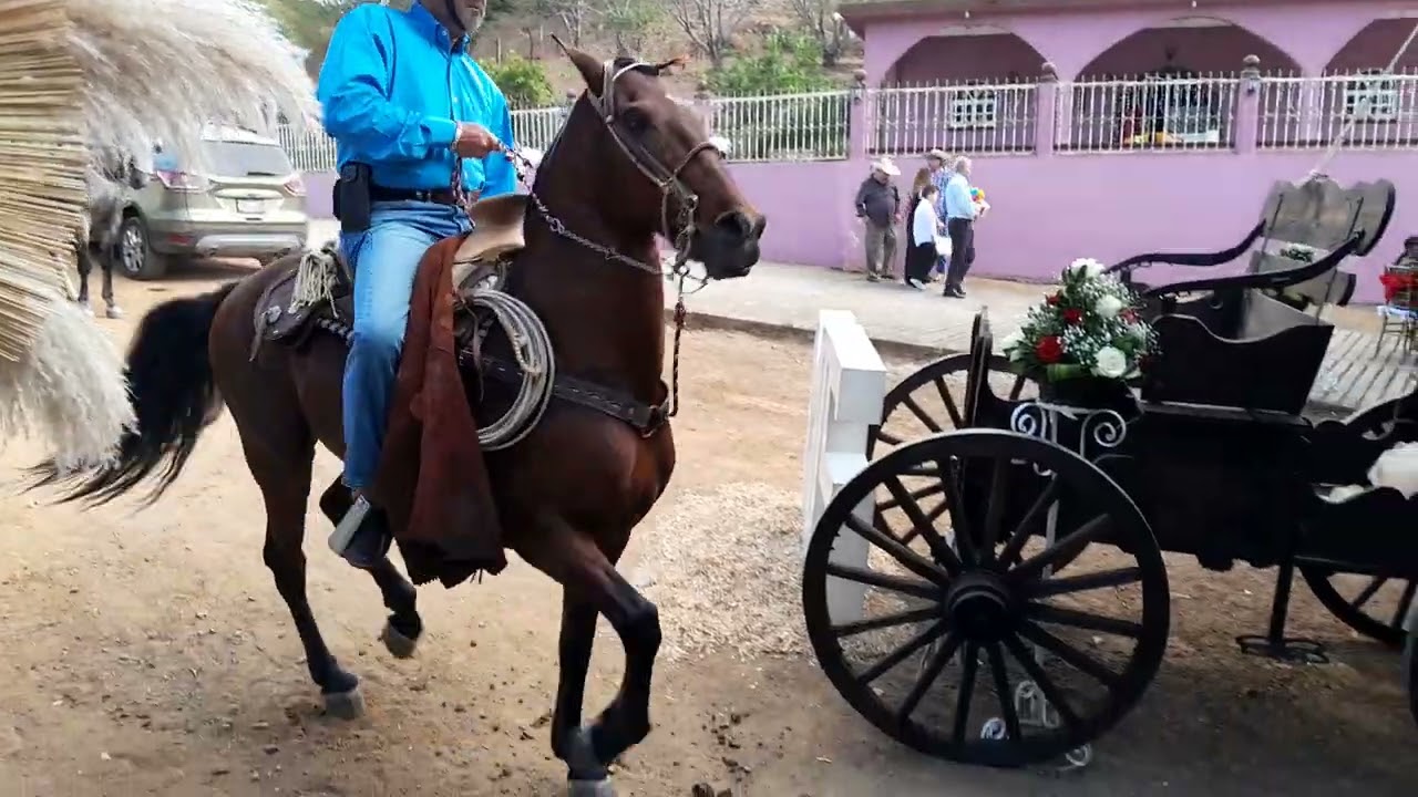 El ciruelo 3