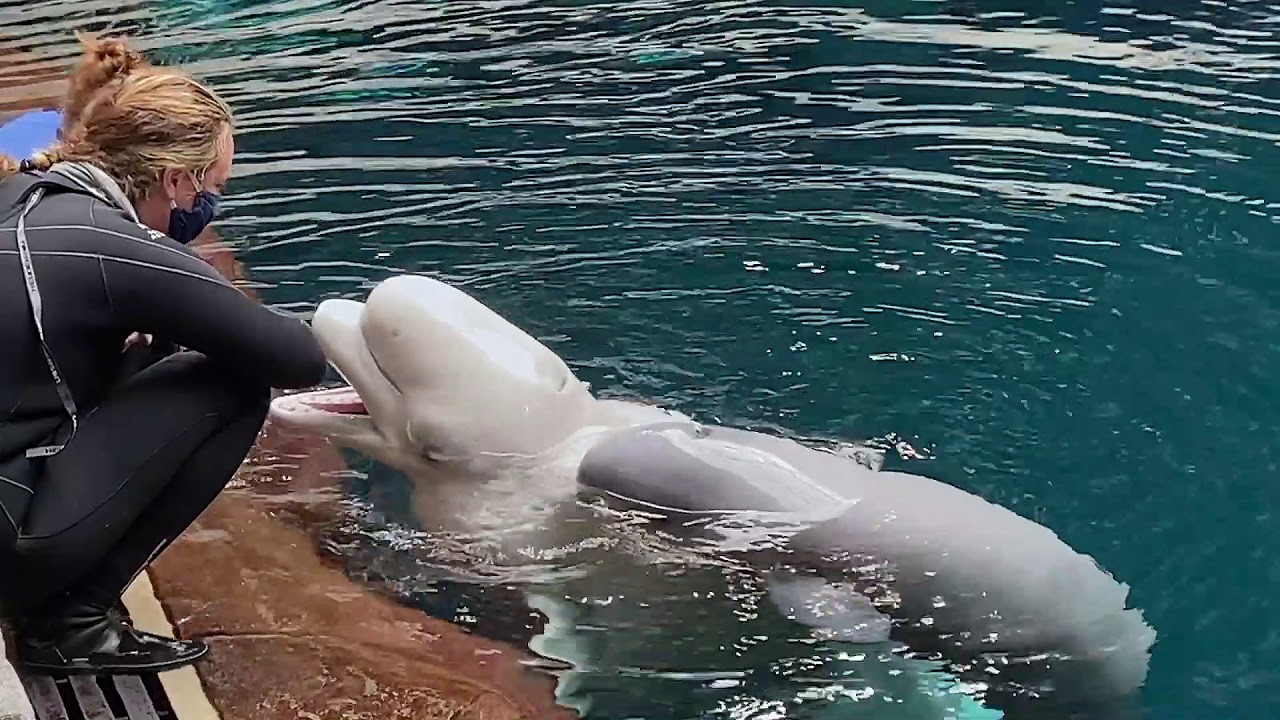 Beluga calf gets her first tongue rub!