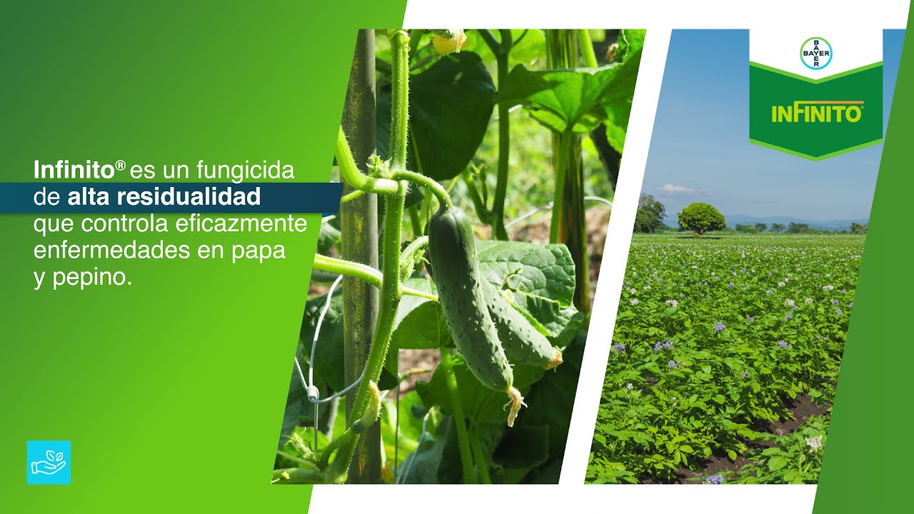 Protecci&oacute;n total para tu cultivo con Infinito&reg; | Agro Bayer Centroam&eacute;rica​