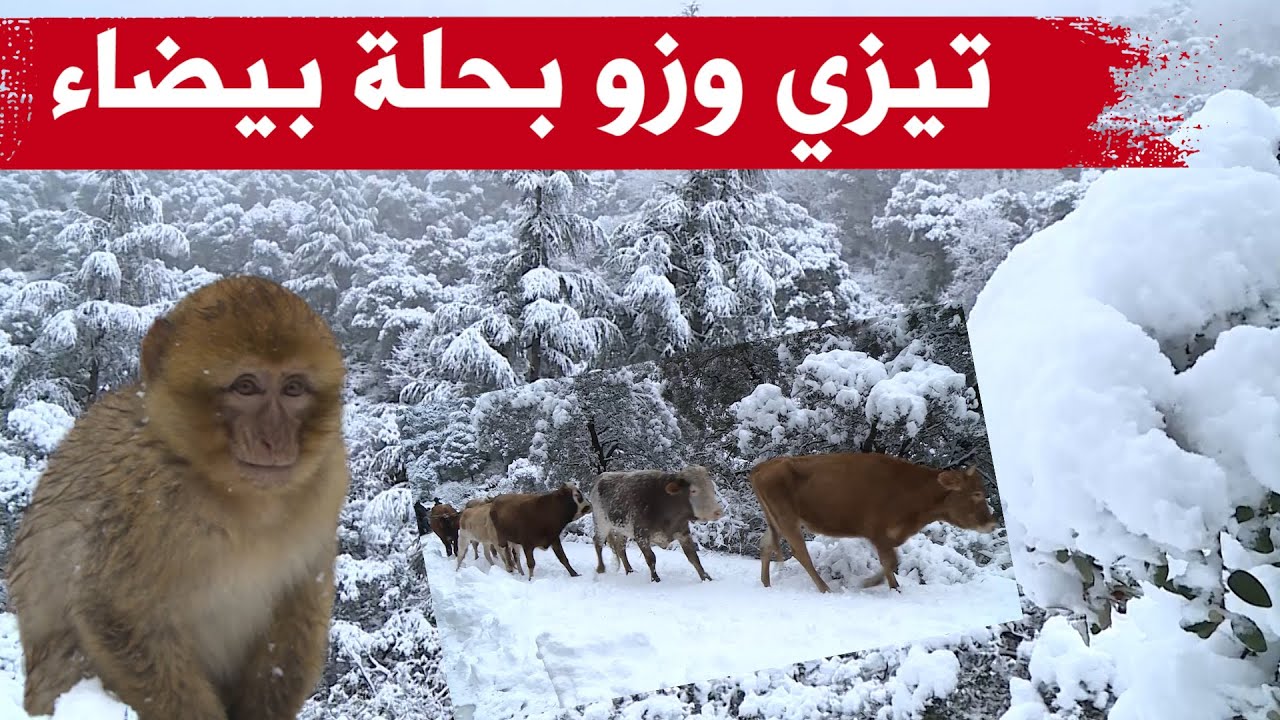 شاهدوا.. تساقط مكثف للثلوج بقرية 
