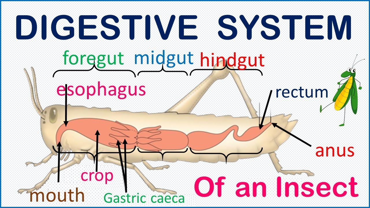 DIGESTIVE SYSTEM of an Insect - How it works!