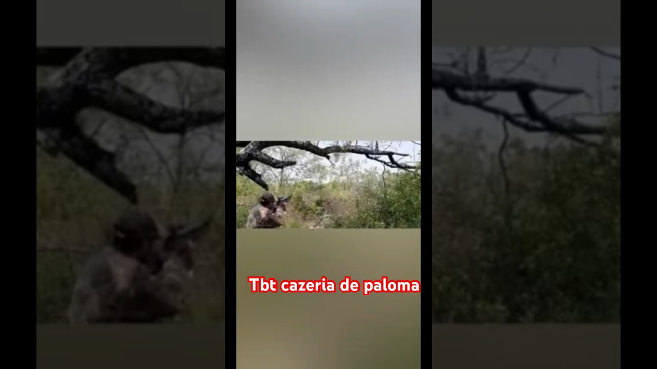 Tbt #hunting #paloma #cazador  #rifle  #cacer&iacute;a #cazaypesca