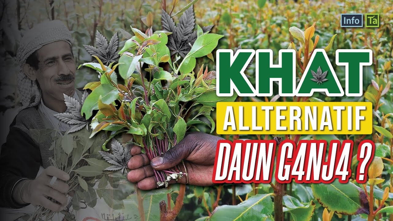 KHAT!! Tanaman Alternatif G4NJ4 yang Legal ? (Catha edulis)