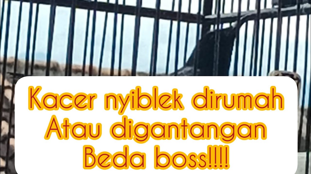 cara ampuh mengatasi Kacer nyiblek