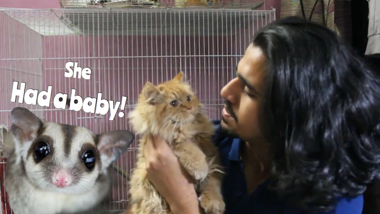 My Sugar Glider was Pregnant! Shocking! | Wildly Indian