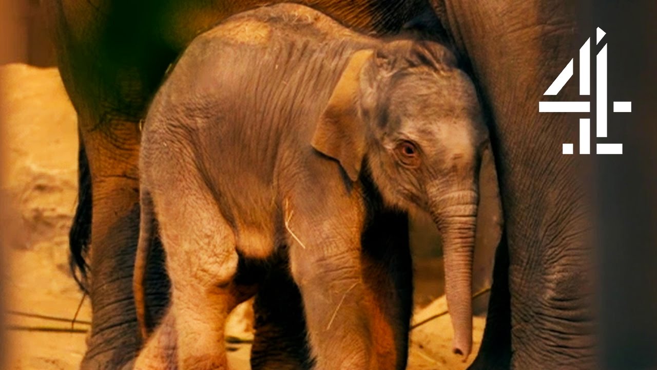 Baby Elephant Abandoned By Mother Immediately After Birth | The Secret Life Of The Zoo