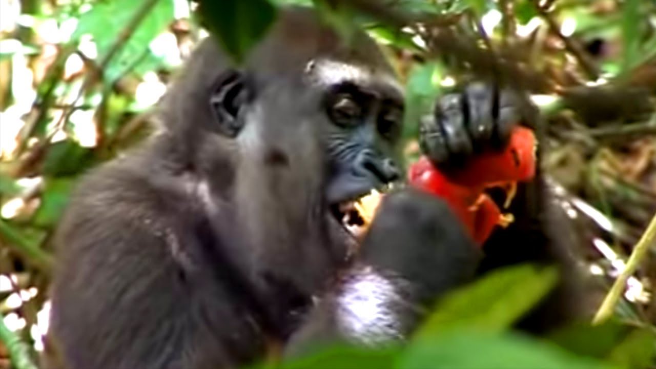 Gorillas Picking Bamboo Fruit | BBC Earth