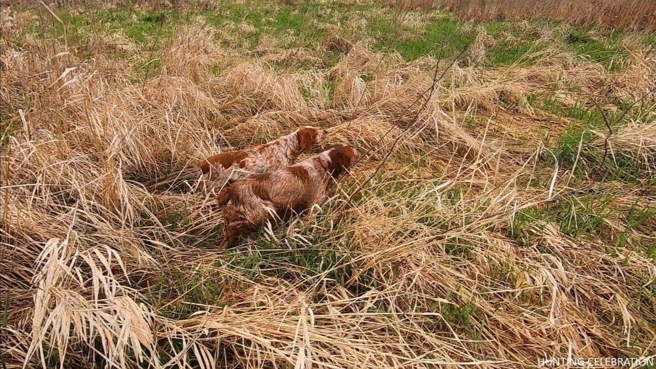 Epagneul Breton ERNESTO & COLETTE HUNTING CELEBRATION 17.04.24