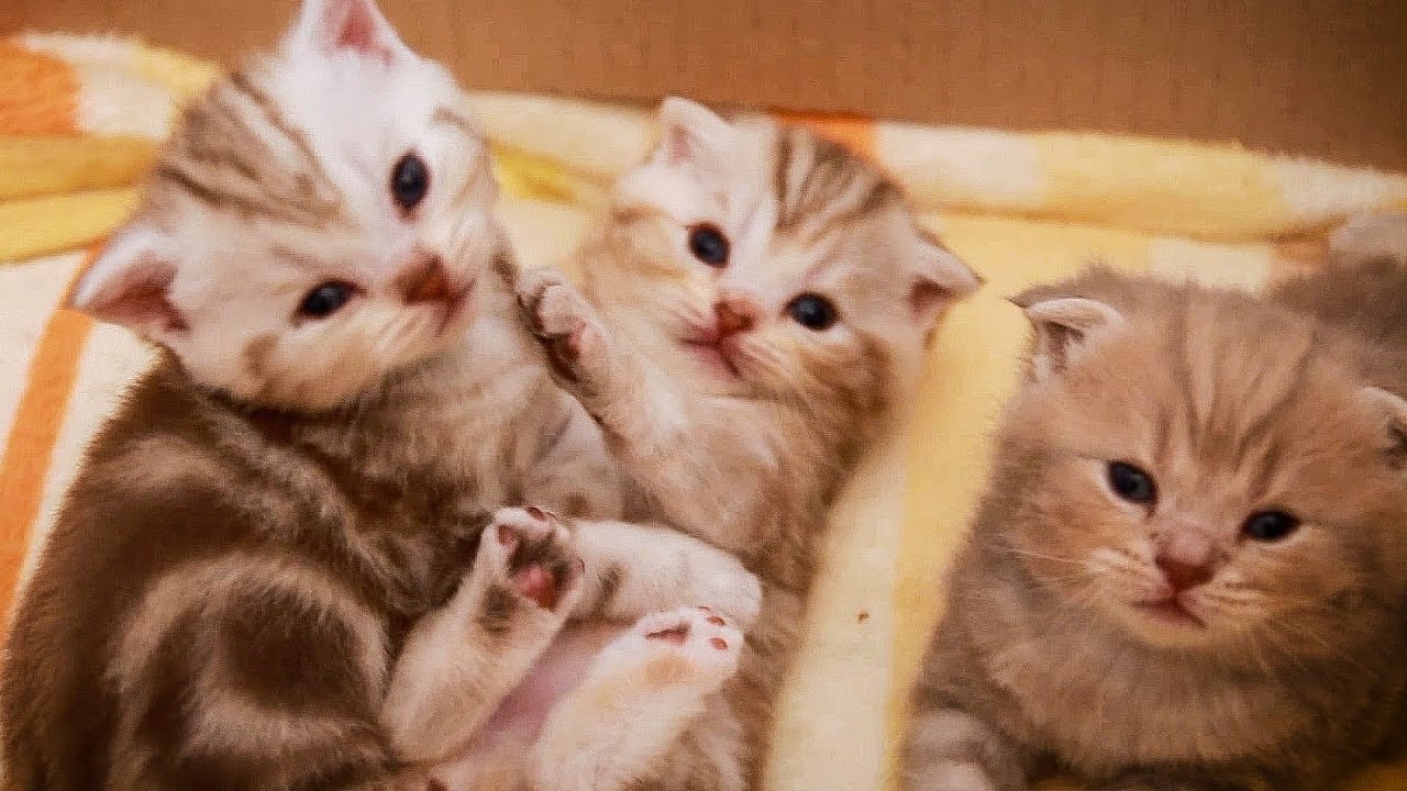 똥꼬발랄 아기 고양이들의 바둥바둥  playing cat [Cat's daily]