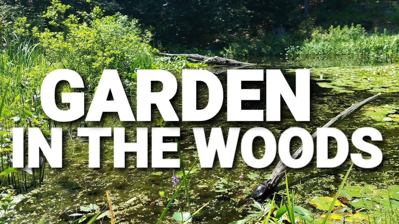 Garden in The Woods Massachusetts Walking Tour #garden #woods
