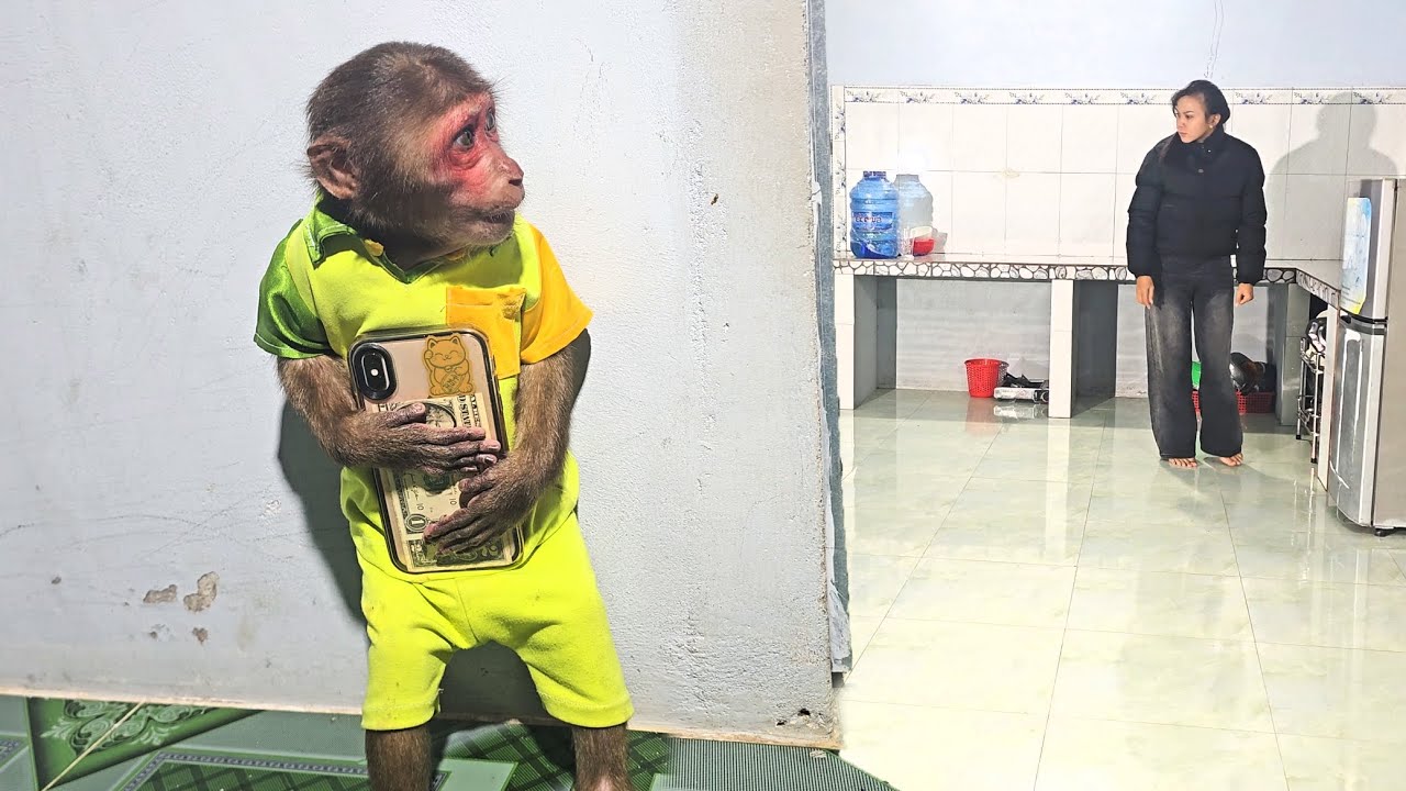 Su Secretly Hid Phone To Increase Mother's Attention ll Funniest Monkey 😂🐒
