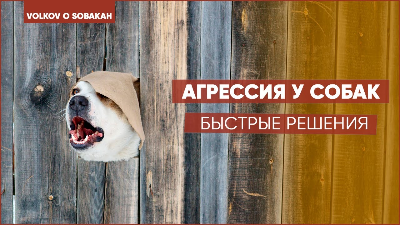 Быстрая помощь при АГРЕССИИ у собаки. Собака агрессивна к детям.Пищевая агрессия у собак.Злая собака