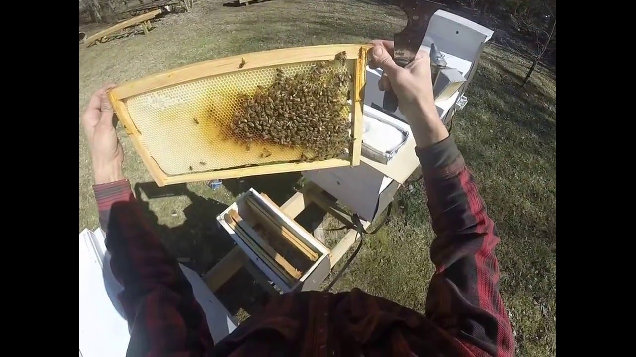 Fist Look at Bees 2016
