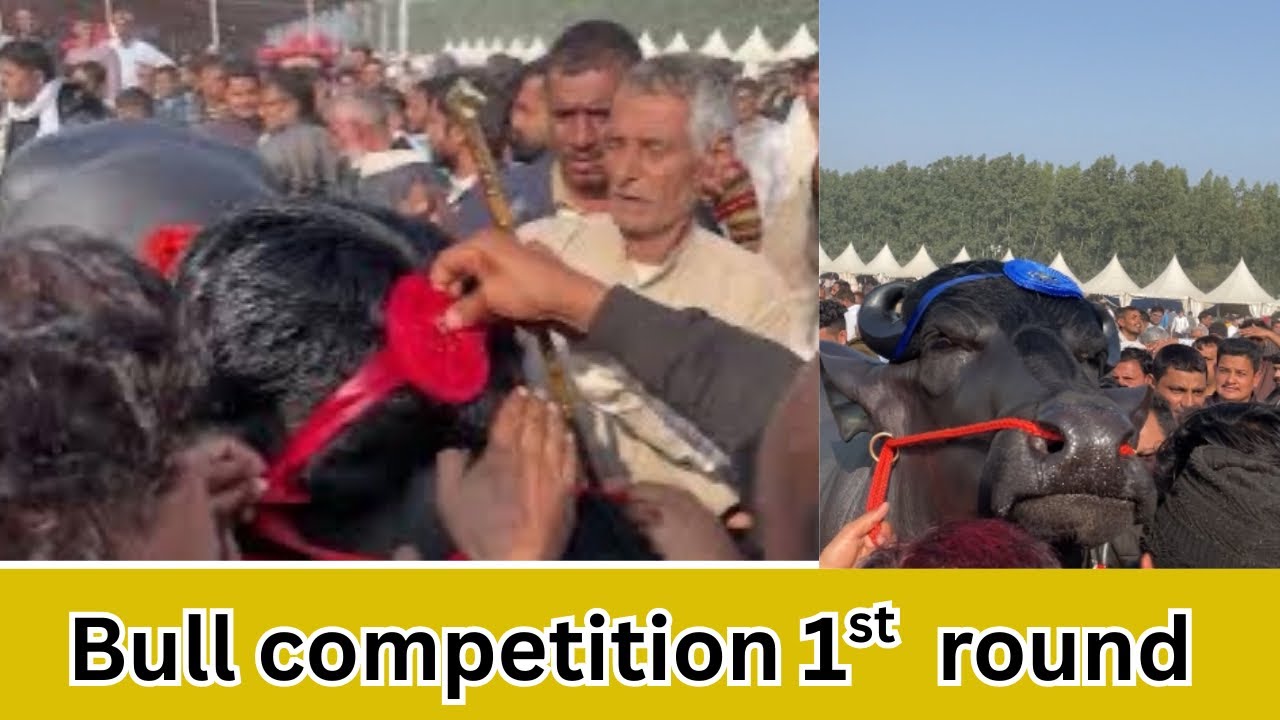 Kurukshetra pashudhan parDarshini 2026 का 1st round bull competition 💪 || 