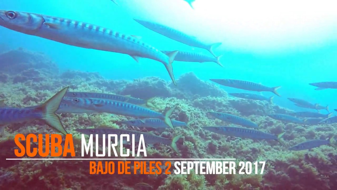 Cabo De Palos Marine Reserve (Piles 2) - Scuba Murcia