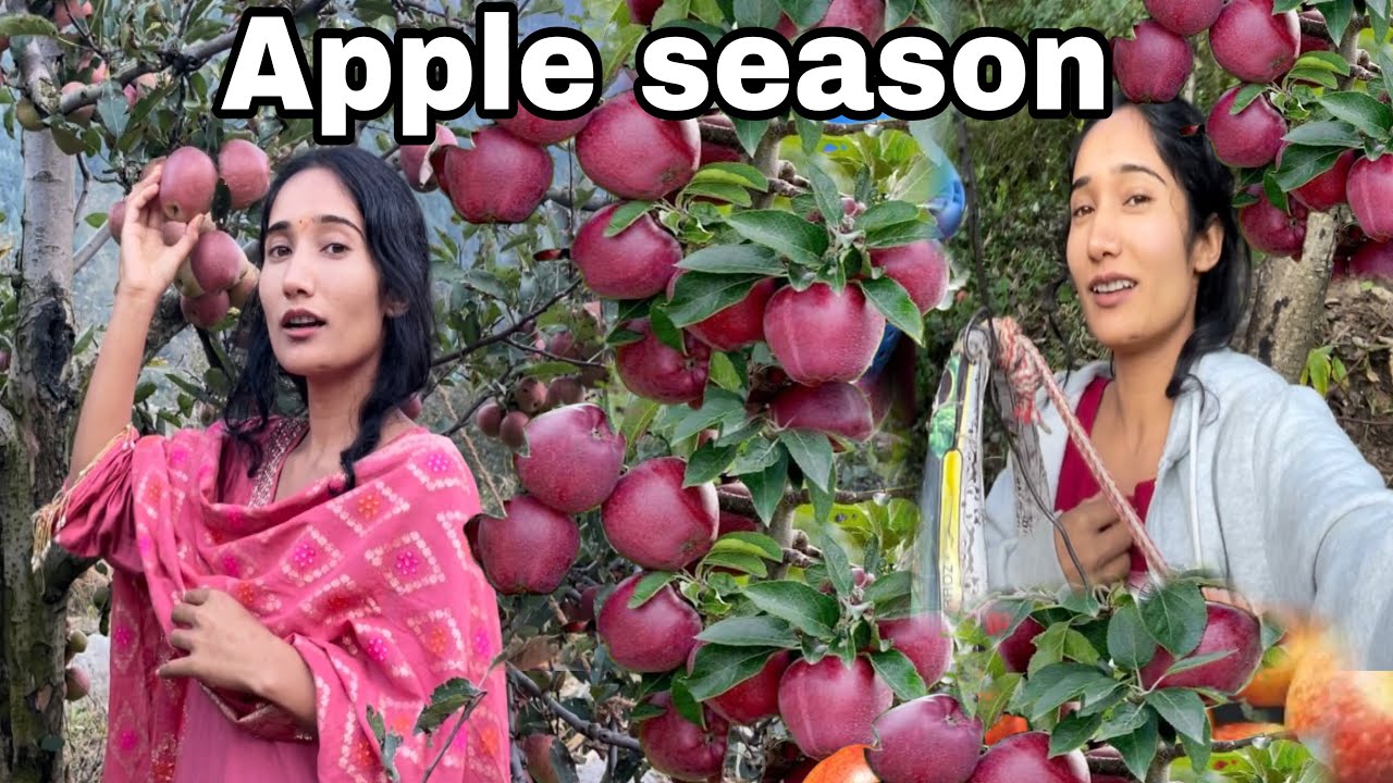 बगीचे से लाए पापा के साथ सेब ￼ 🍏 तोड़ के 😍।।Apple season Apple 🍎 ￼।।