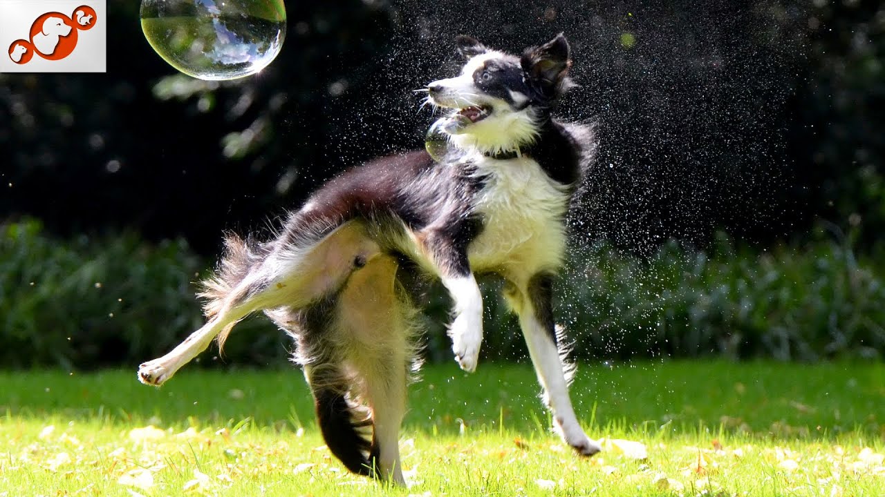 🐕 Games For Dogs &ndash; TOP 10 Best Games For Dogs That Make Them Happy!