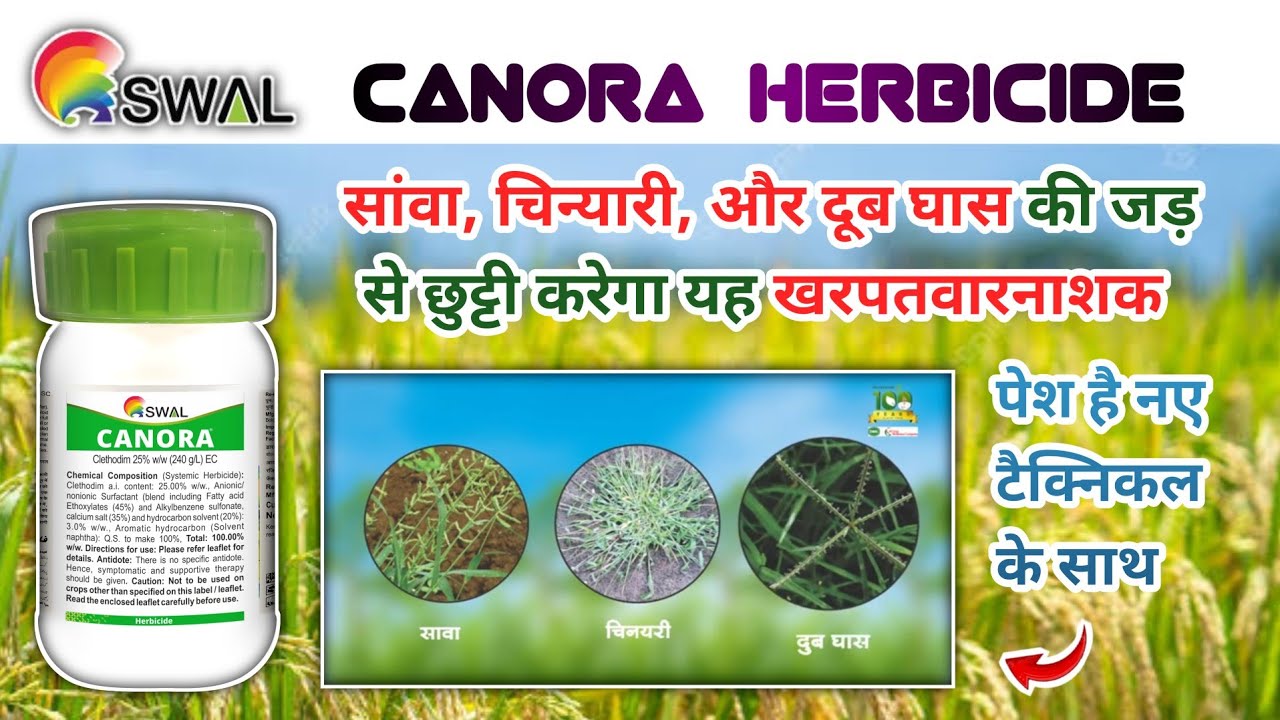 safex canora herbicide | clethodim 25% e.c. | पूरी जानकारी हिंदी में प्राप्त करें