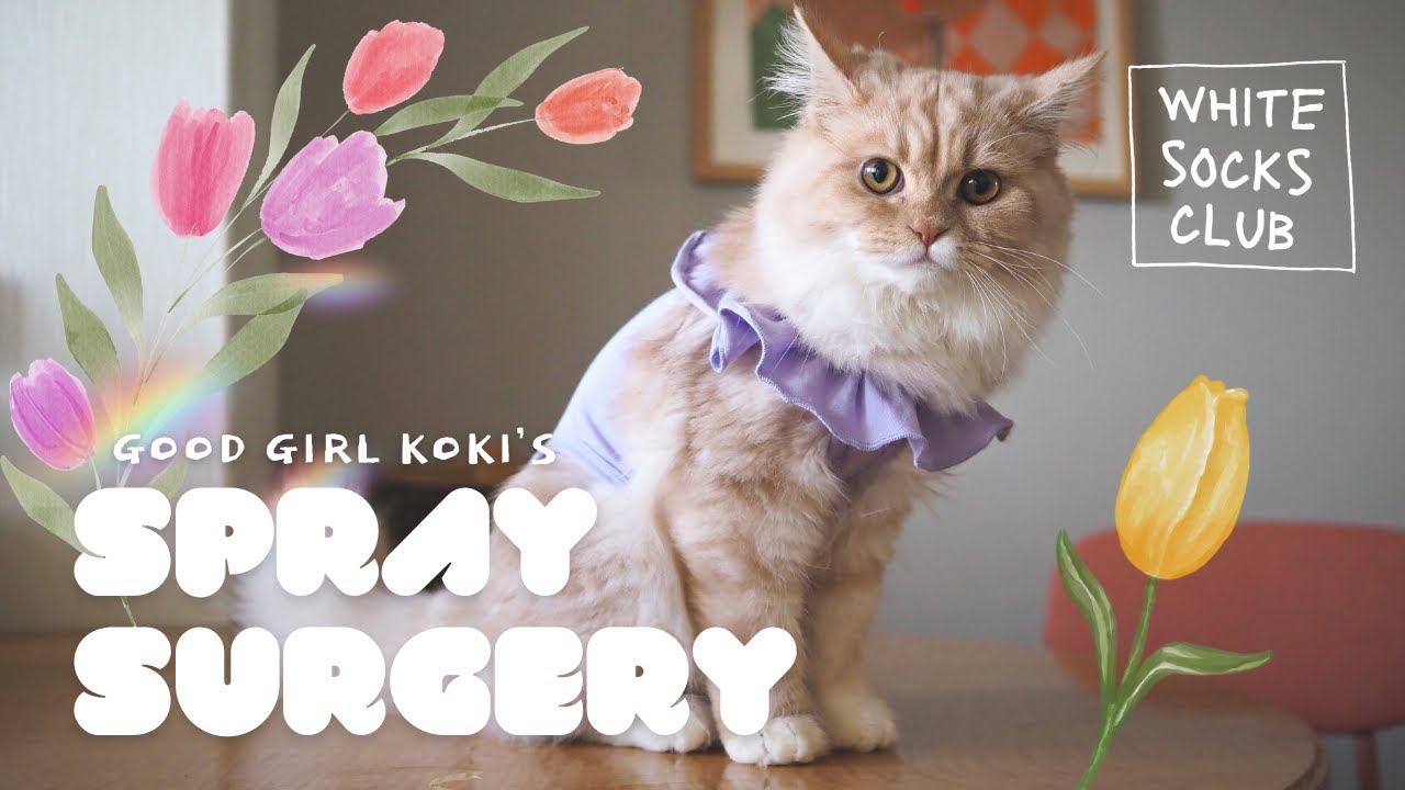 LIFE WITH CATS / 猫の避妊手術/ SPRAY SURGERY / VLOG
