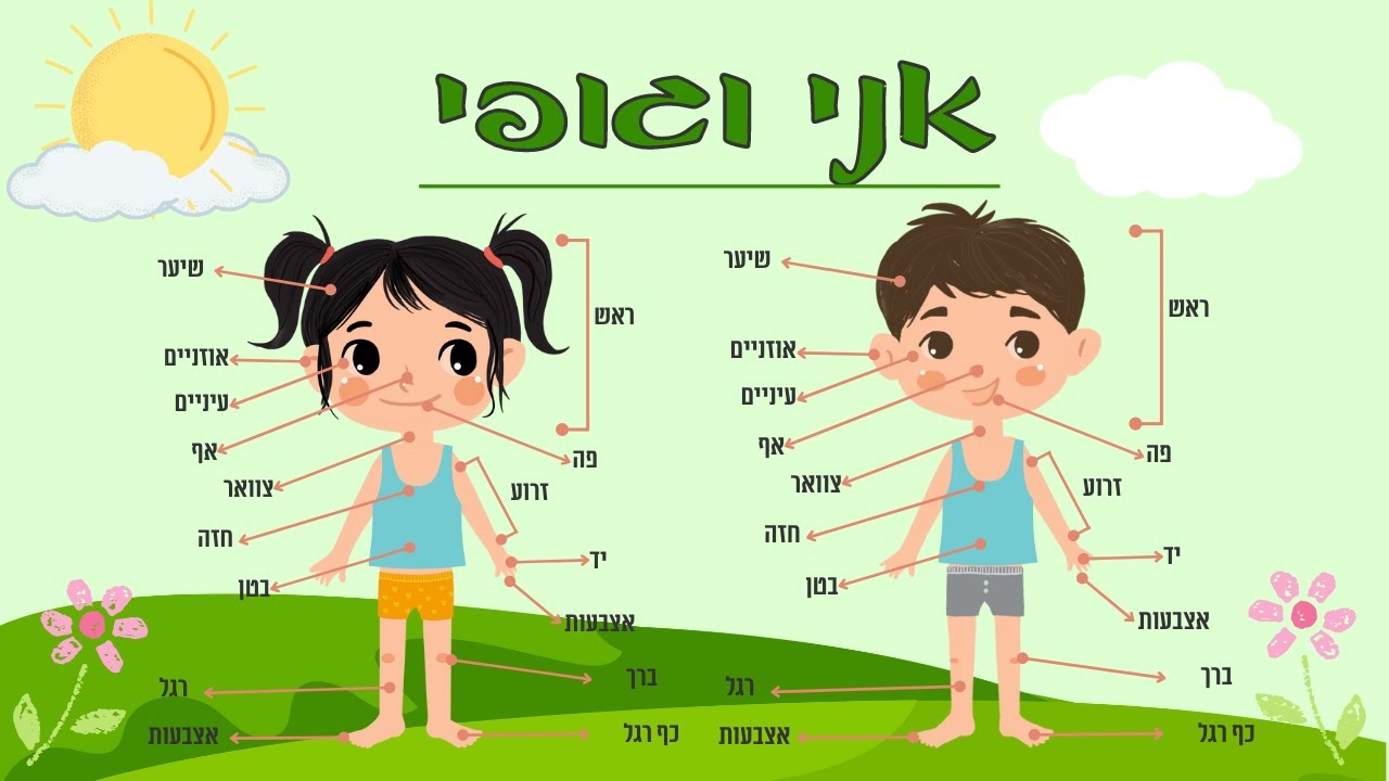 אני וגופי לגיל הרך חלקי גוף לפעוטות איברים בגוף האדם לילדים בעברית הכרת הגוף לתינוקות מילים ראשונות
