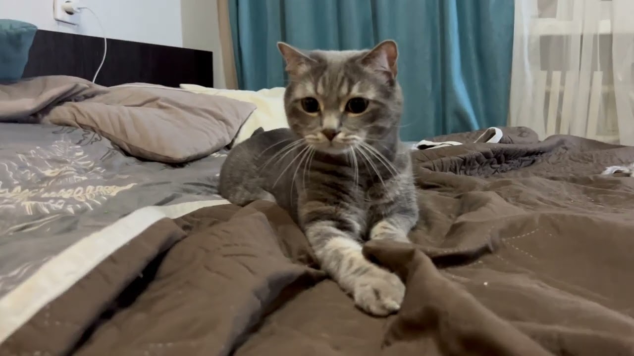 ASMR Watching a Playful Cat 🐾 | Fun & Relaxing Mood