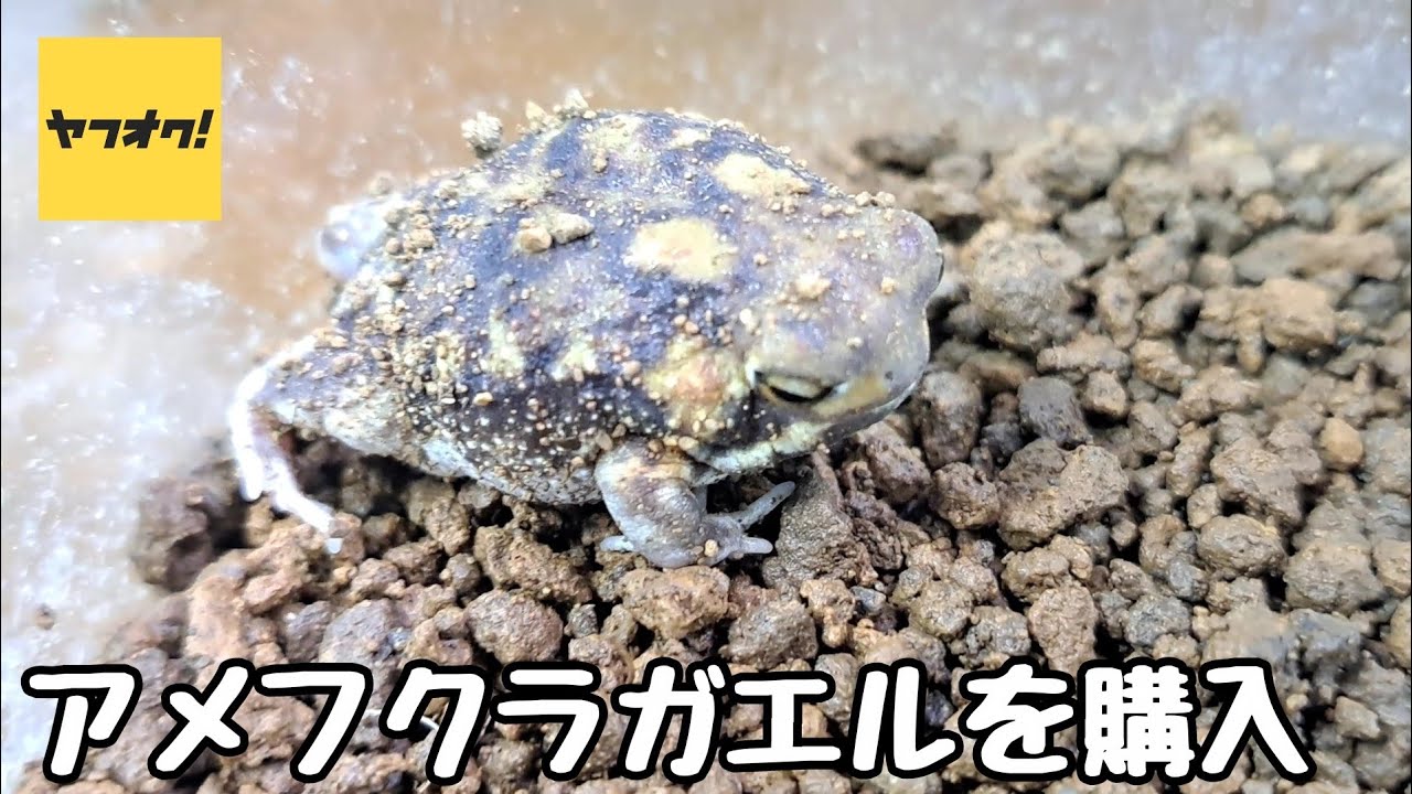 ヤフオクでアメフクラガエルを購入【アメフクラガエル】