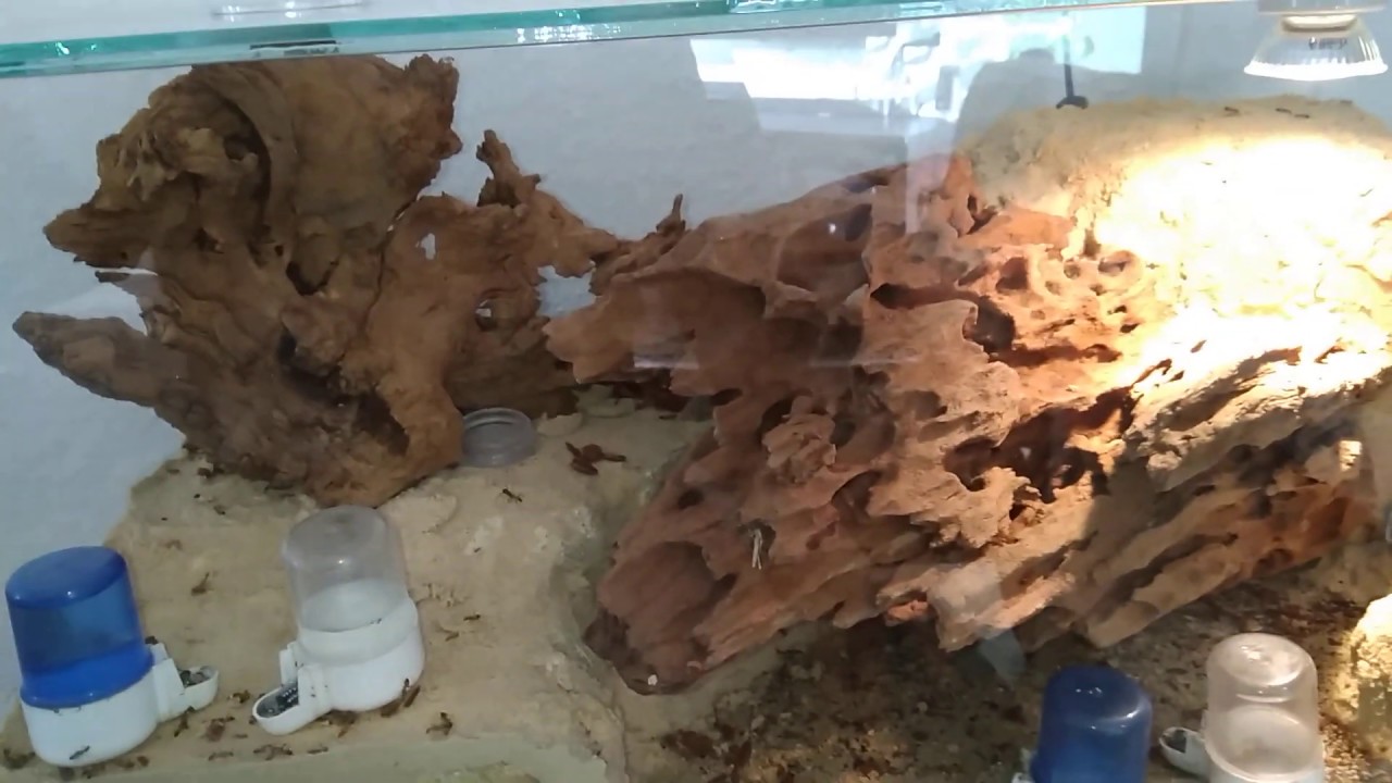 Camponotus cf. maculatus: Vorstellung des neues Nest