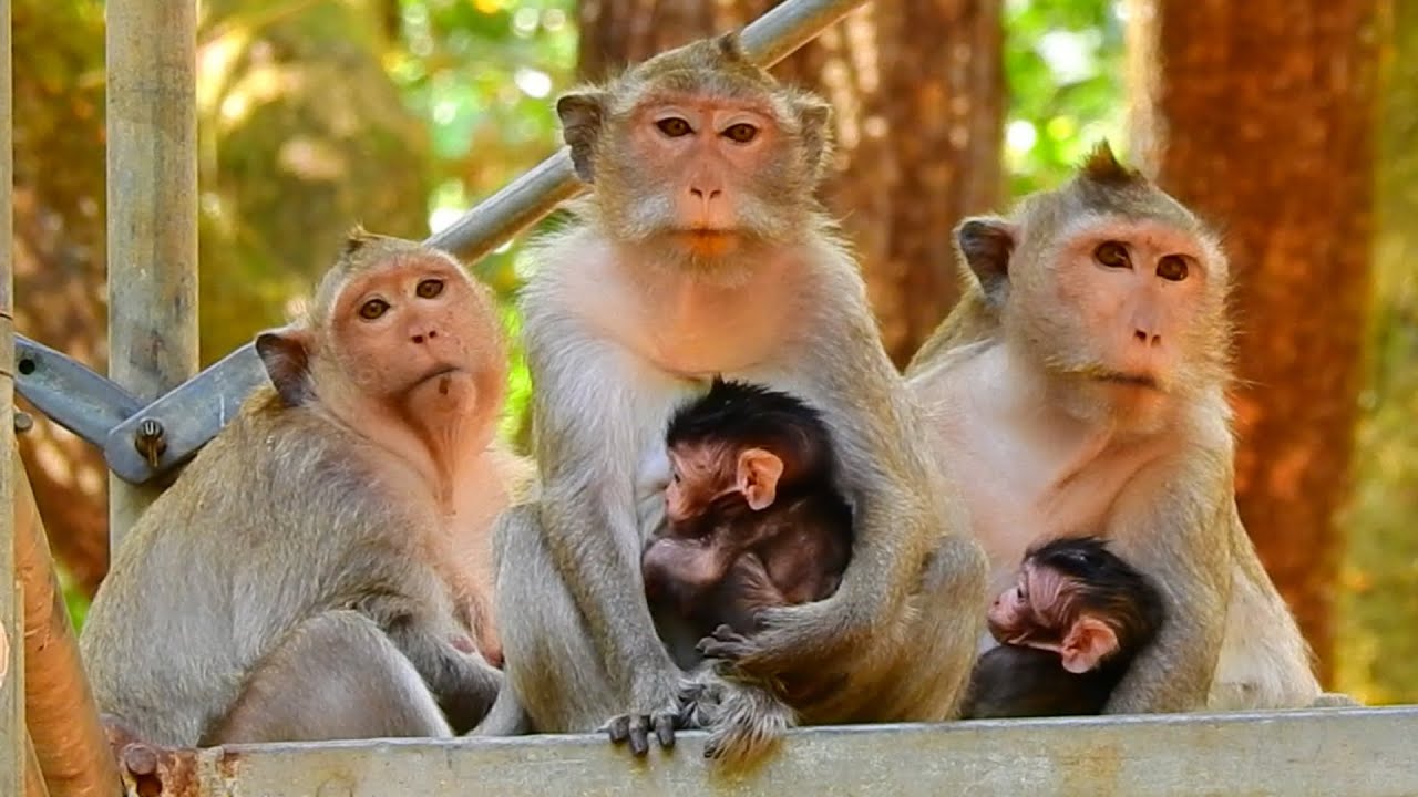 What Are These Monkey Doing Together? Why Are They Hange On There?