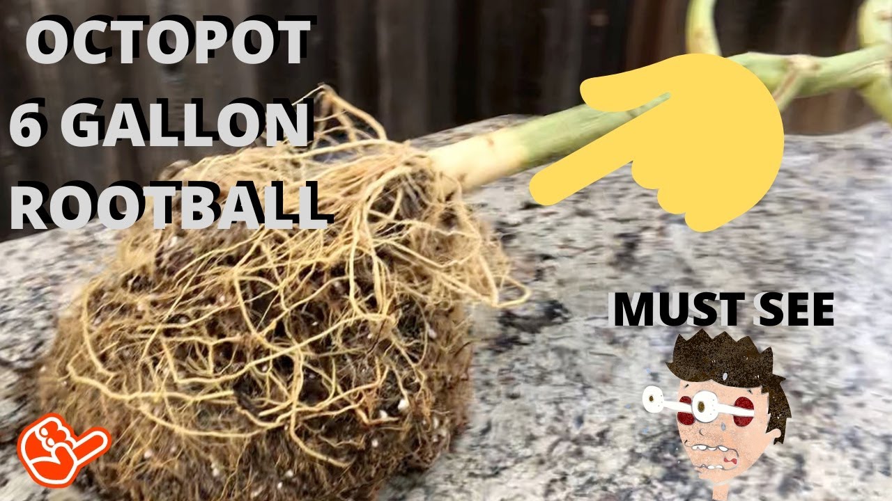 Octopot Rootball Must See | OCTOGROWER