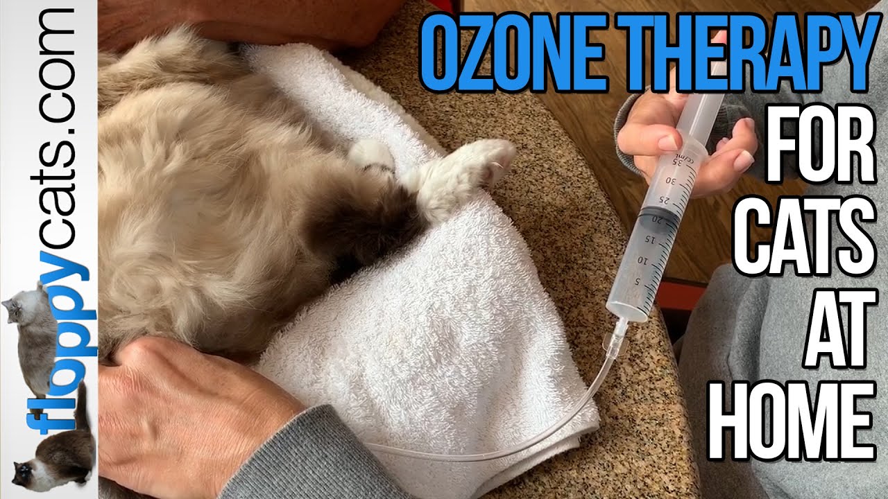 Ozone Therapy for Cats at Home - How to Do Rectal Ozone on a Cat