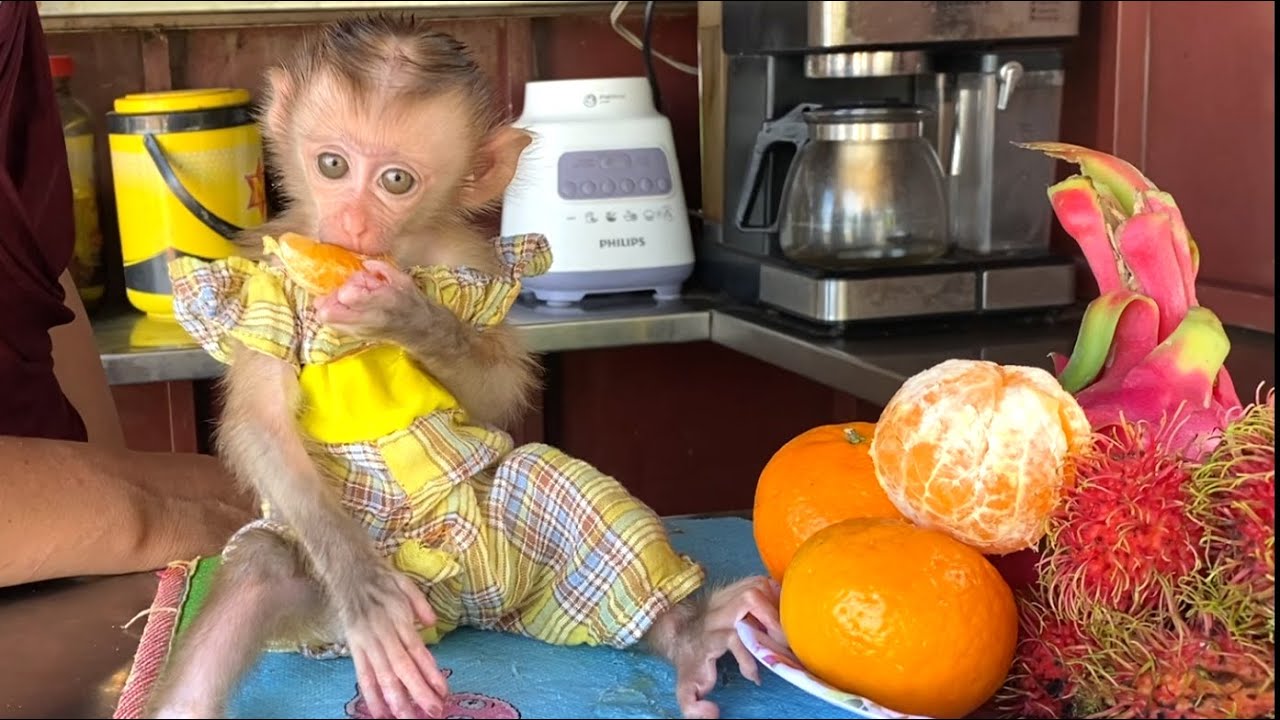 So Lovely!! The wonderful little LIORA sits beautifully and eats delicious oranges and Rambutan