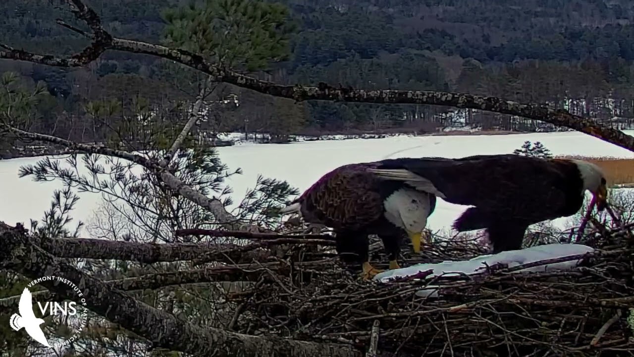 Eagle Cam Clip Feb 18 521PM