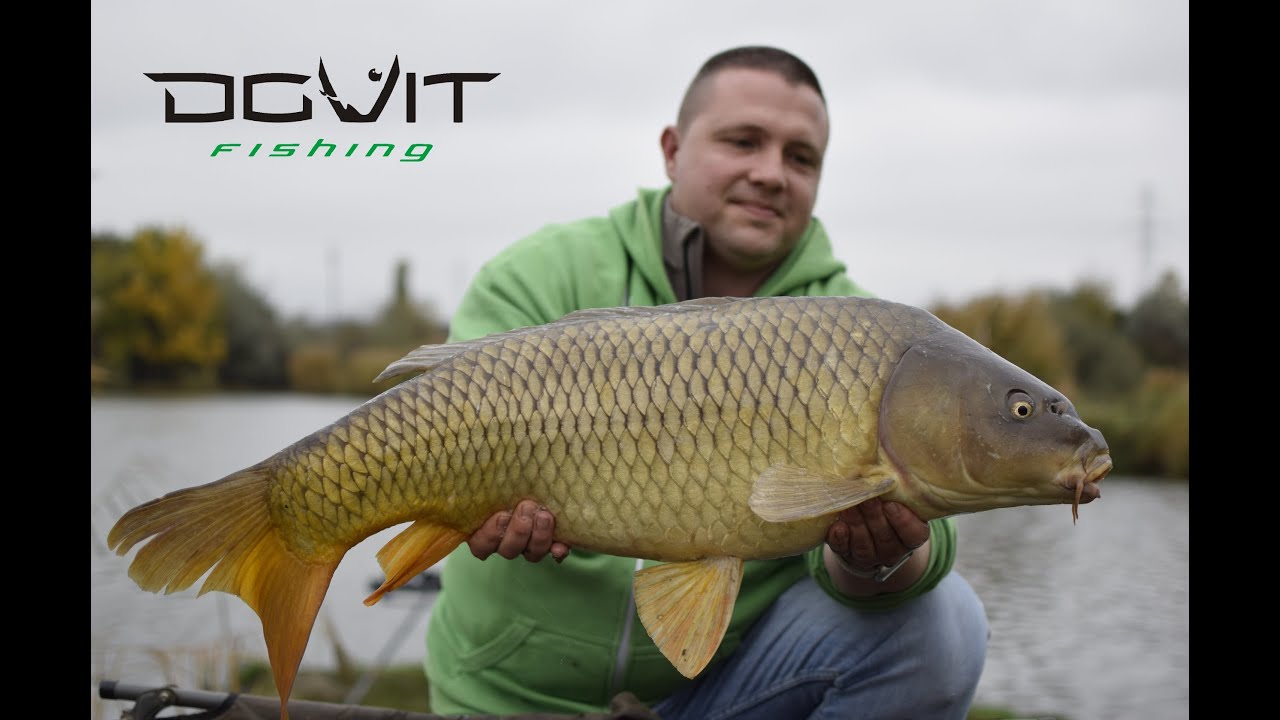 Dovit method feeder-Nagy pontyokra melasszal