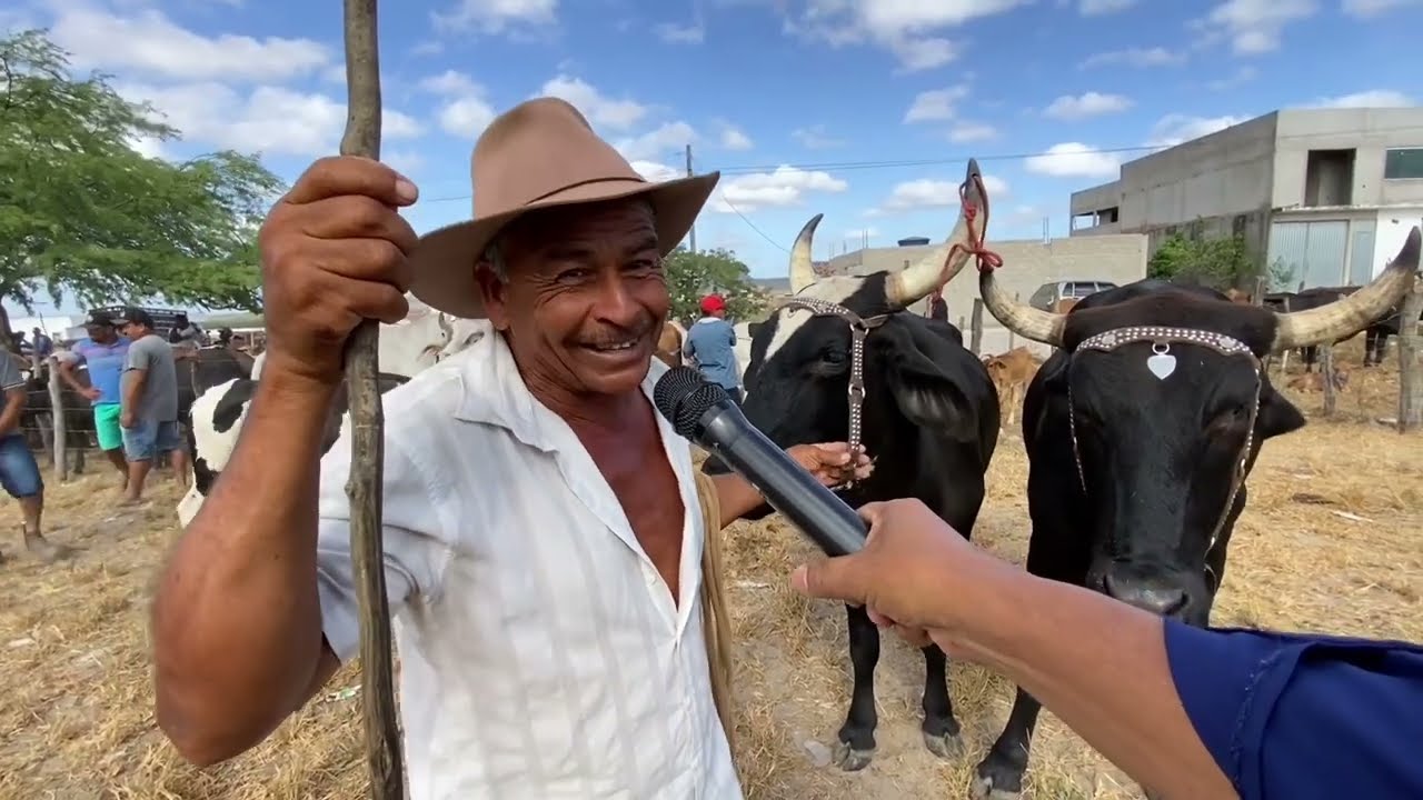 Feira de gado em São José da Tapera -  AL 28 - 10  - 2023 #nordeste