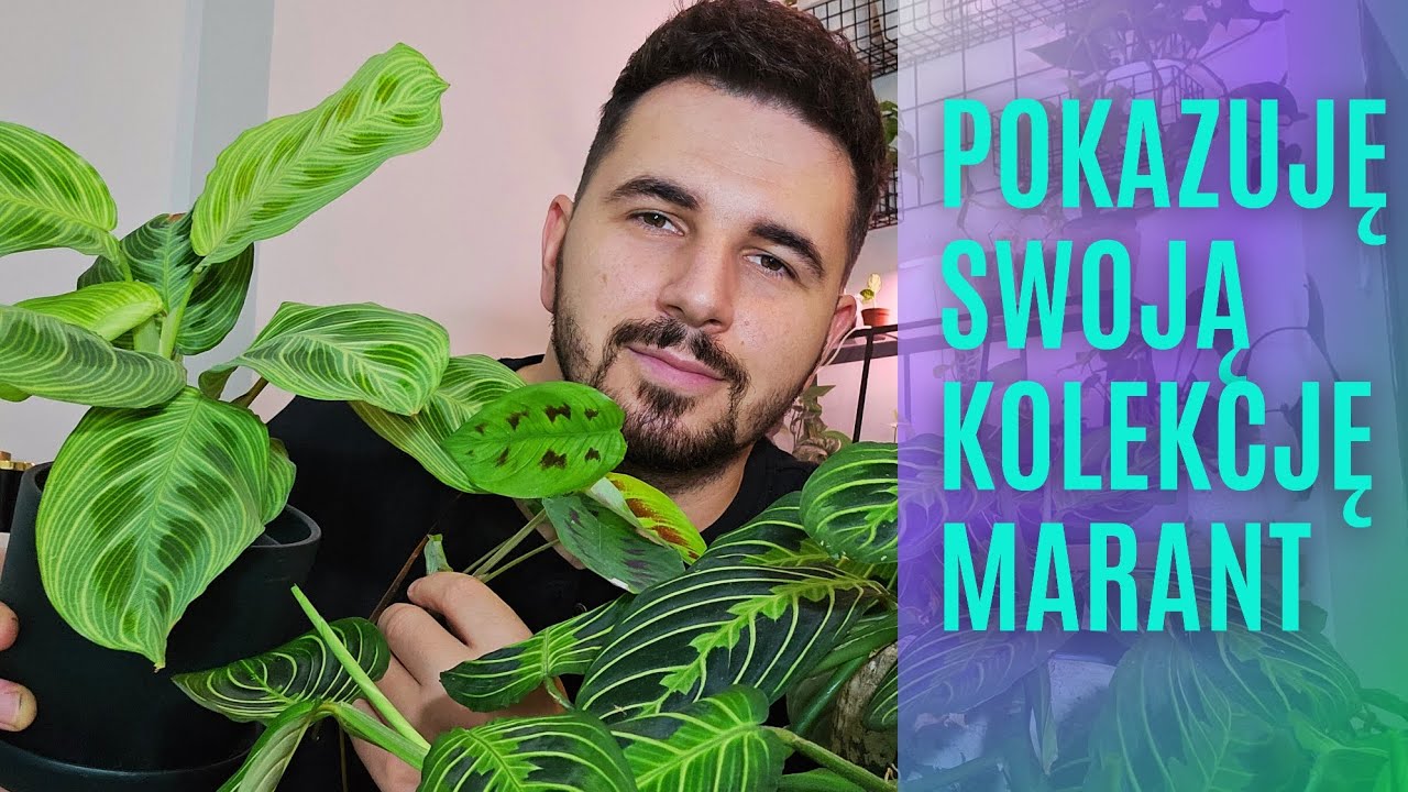 Wszystkie moje MARANTY. Prawdziwa PEREŁKA🤩💚 Omówienie gatunków🌿