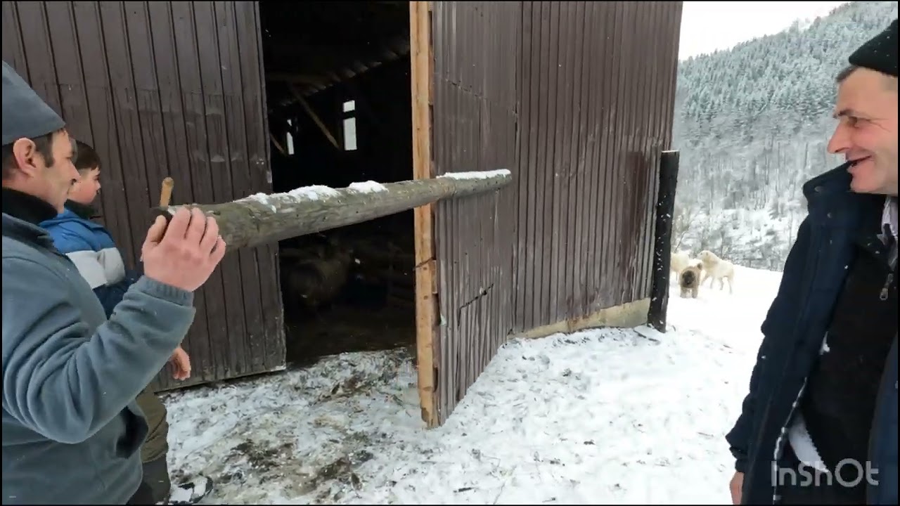 OILE FAMILEI BOGOLIN DIN FELDRU-DL IOAN BOGOLIN CRESTE OI ÎMPREUNĂ CU SOȚIA ȘI COPII .OAMENI HARNICI